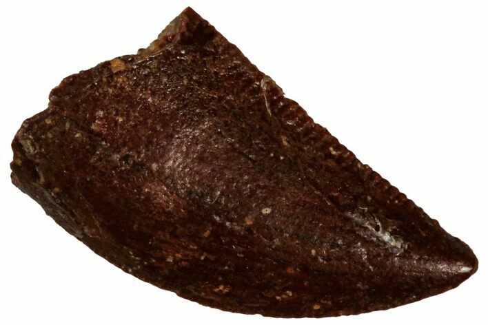 Serrated Raptor Tooth - Real Dinosaur Tooth #300862